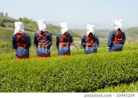 Tea picking girl 10445284