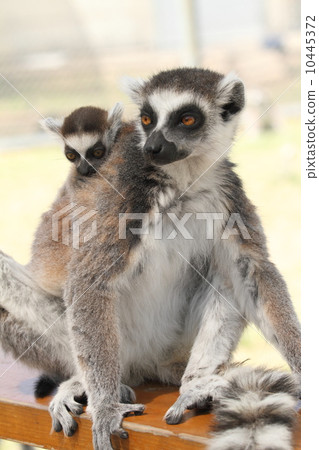 Wowing lemur 's baby 10445372