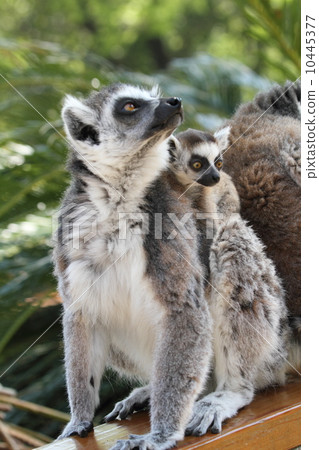 Wowing lemur 's baby 10445377