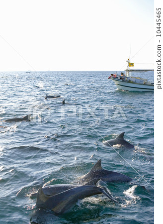 Dolphin watching 10445465