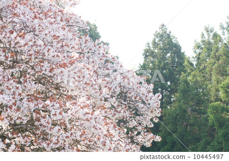 Cherry blossoms in the forest 10445497