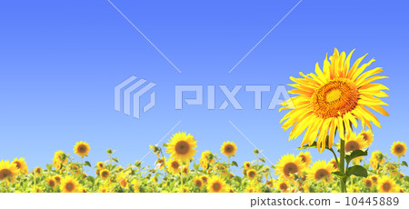 Sunflowers Sunflowers 10445889
