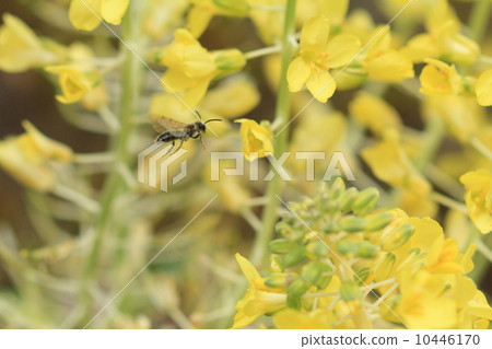 A living creature fellow who fly around an insect flower garden ① A living creature fellow who fly around an insect flower garden ① 10446170