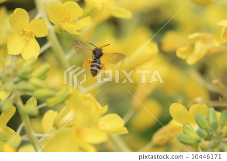 A creature of bears flying around living things insects and flower fields ② A creature of bears flying around living things insects and flower fields ② 10446171