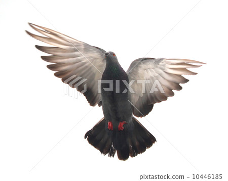 Flying pigeon Flying pigeon 10446185