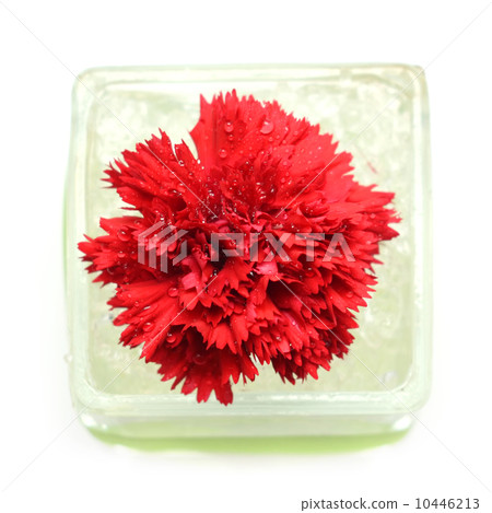 carnation flower carnation flower 10446213