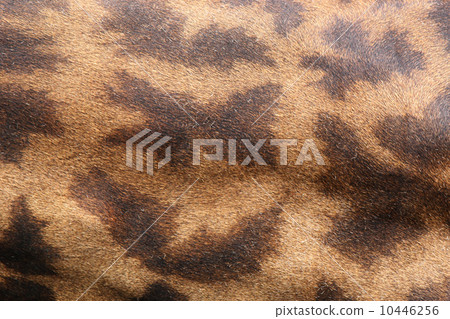 skin of giraffe 10446256