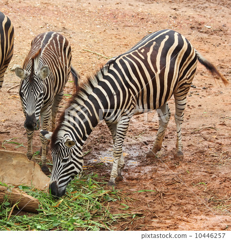 zebra zebra 10446257