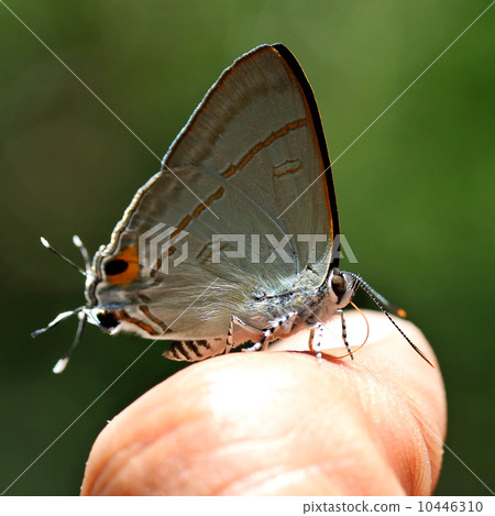 Beautiful butterfly Beautiful butterfly 10446310