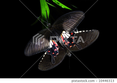 Two Butterflies Mating 10446313