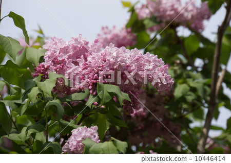 Lilac Lilac 10446414