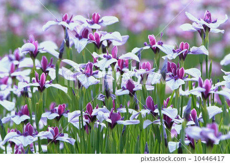 Iris garden Iris garden 10446417