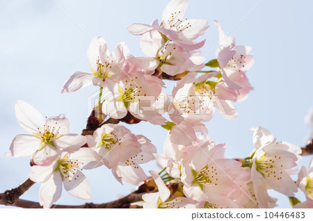 Yoshino cherry tree 10446483