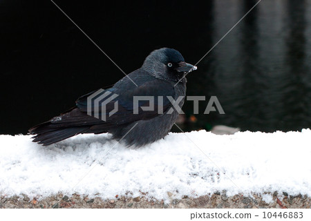 Jackdaw on white snow 10446883