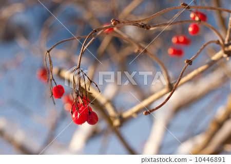Red viburnum berries in winter Red viburnum berries in winter 10446891