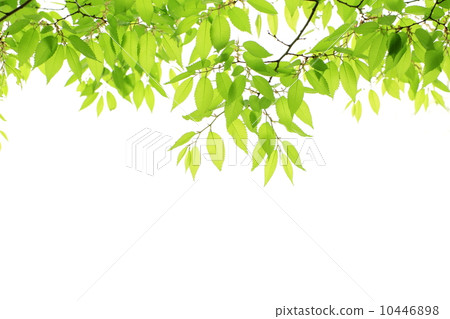Fresh green Fresh green 10446898