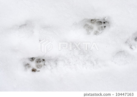 Dog tracks on snow 10447163
