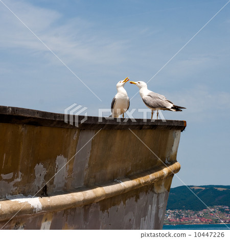 sea gulls sea gulls 10447226