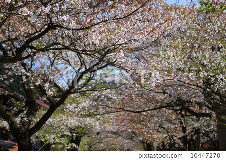 櫻花 櫻花 10447270