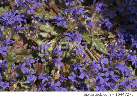 Kiransou Kiransou 10447273