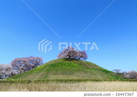 Cherry blossoms at Marugamiyama Kofun Tomb 10447307
