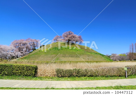 Marugamiyama Kofun墓的櫻花 10447312