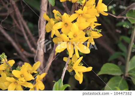 橙色連翹 橙色連翹 10447382