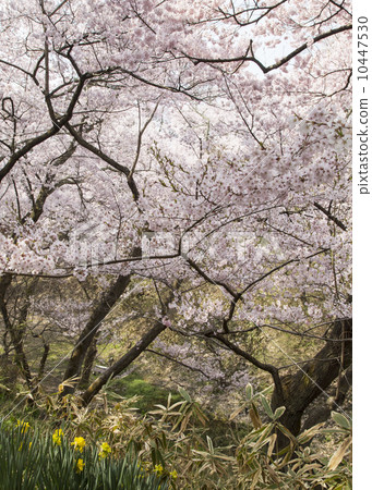 Takato Castle Ruins Park 10447530