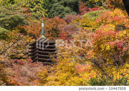 Autumn leaves of Shishiyama Shrine 10447808