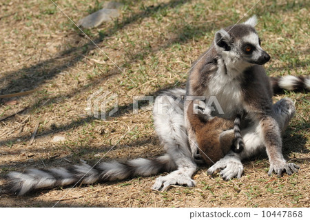 Baby drinking boobs Wowing lemurs Baby drinking boobs Wowing lemurs 10447868