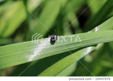 Mitsuboshi Beetle 10447870