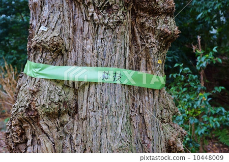 Wood awareness · Maintenance waiting for old trees · Horizontal position Wood awareness · Maintenance waiting for old trees · Horizontal position 10448009
