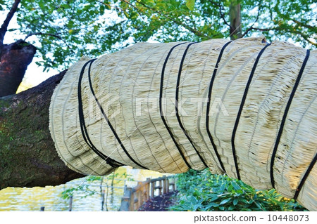 樹木的維護·櫻桃樹的蔥·橫向位置 10448073