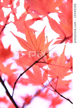 秋天的樹葉 10448166