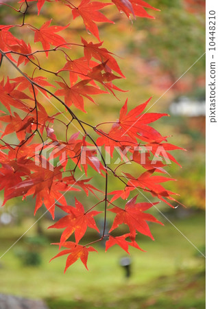 京都Momiji秋葉在秋天 10448210