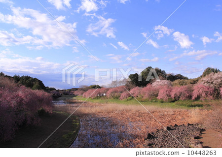 Cherry blossoms at the hill of Hitachi Fudosan 10448263