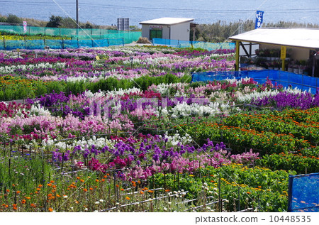 Haitatsu的花園 Haitatsu的花園 10448535