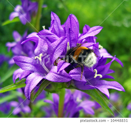 Bumblebee on bluebell. 10448831