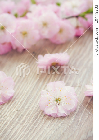 pink cherry flowers pink cherry flowers 10448833
