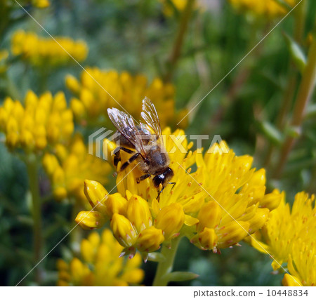Bee on yellow flowers. Bee on yellow flowers. 10448834