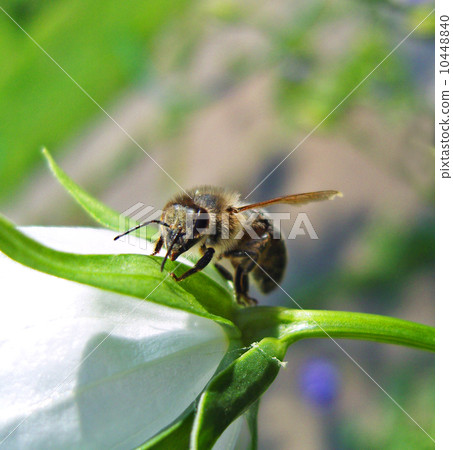 Bee sitting on flower. 10448840