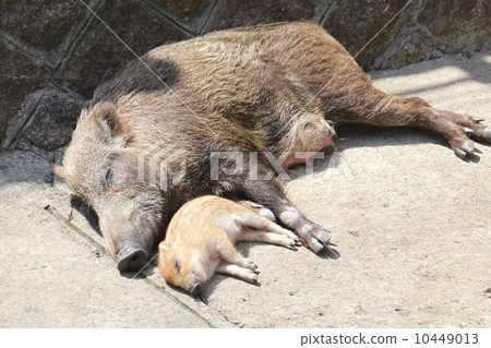 野豬母親和孩子 10449013