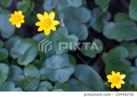 beautiful yellow flowers beautiful yellow flowers 10449256