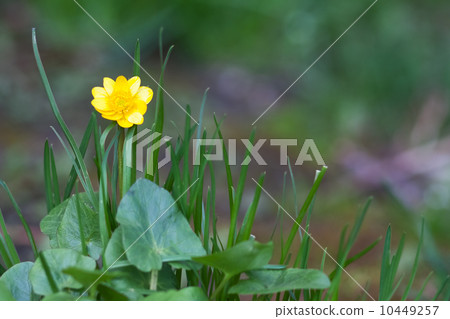 beautiful yellow flower beautiful yellow flower 10449257