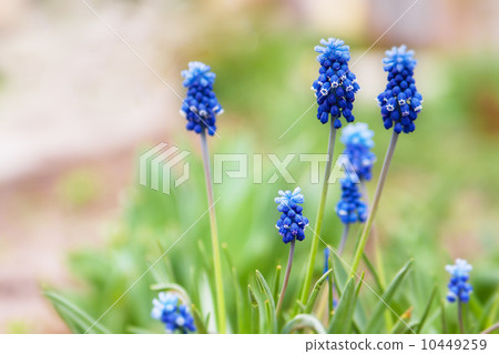 spring blue flowers 10449259