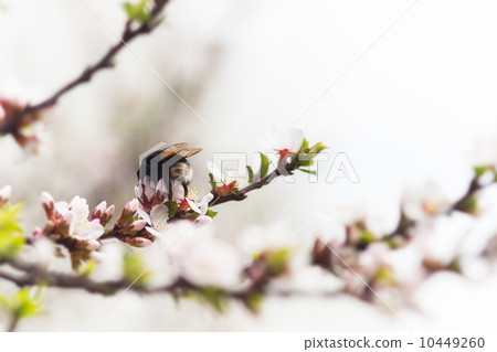 bumblebee on the spring flower cherry bumblebee on the spring flower cherry 10449260