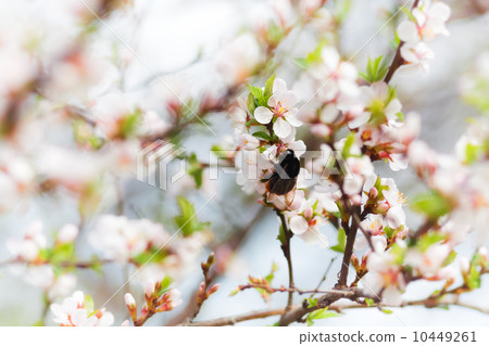 bumblebee on the spring flower cherry 10449261