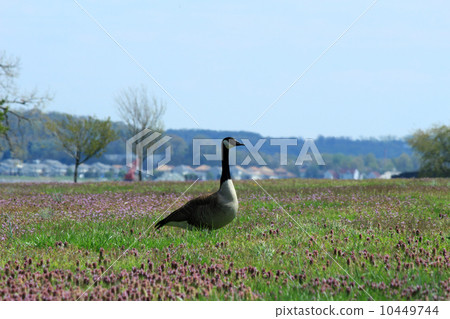 鵝和田野 10449744
