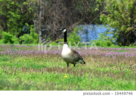 鵝加長頸部 10449746