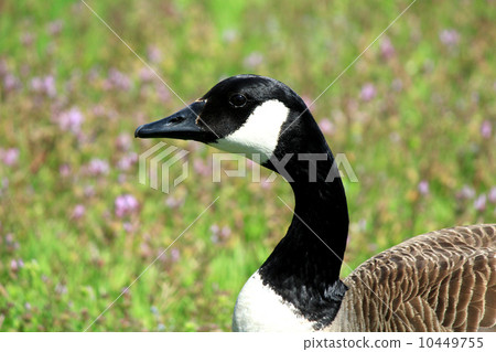 Profile of goose Profile of goose 10449755